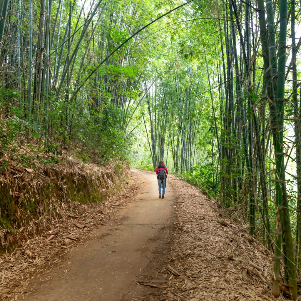 Healing Travel – Why Burnout Professionals Are Choosing Nature Over Boardrooms